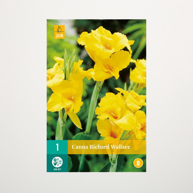 Canna Richard Wallace Knolle für Blumenbeet, Kübel, Balkon und Terrasse - Bild 1
