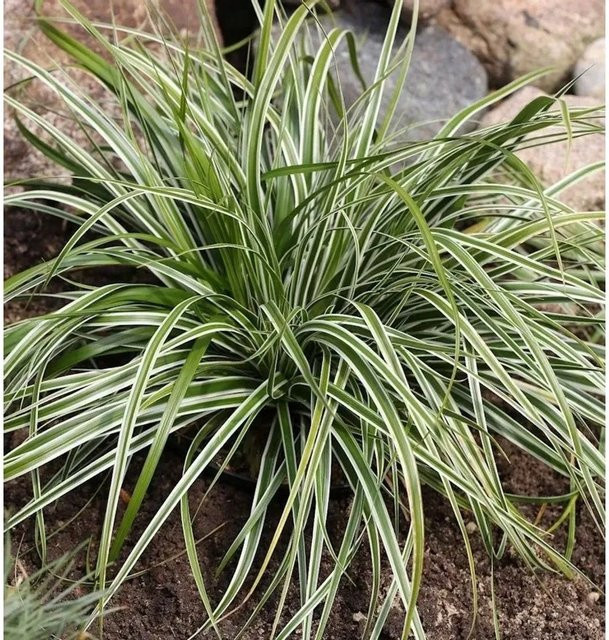 Carex oshimensis Oshima Segge Everest - Grüne Staude als Bodendecker im Topf - Bild 1