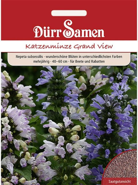 Dürr Samen Nepeta Subsessilis Katzenminze Grand View Mehrjähriges Saatgut für Garten und Steingärten - Bild 1