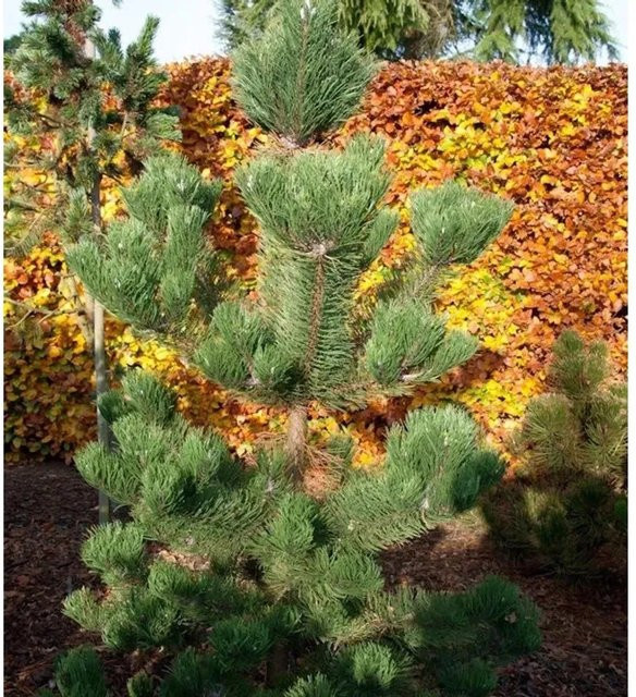 Österreichische Schwarzkiefer Pinus nigra Oregon Green, Höhe: 70-80 cm - Bild 1