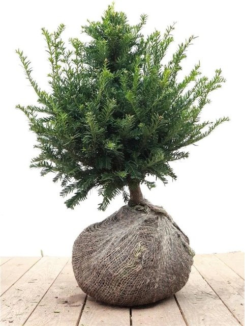 Taxus baccata Eibe als grüne Heckenpflanze für den Garten, Höhe: 30-40 cm - Bild 1
