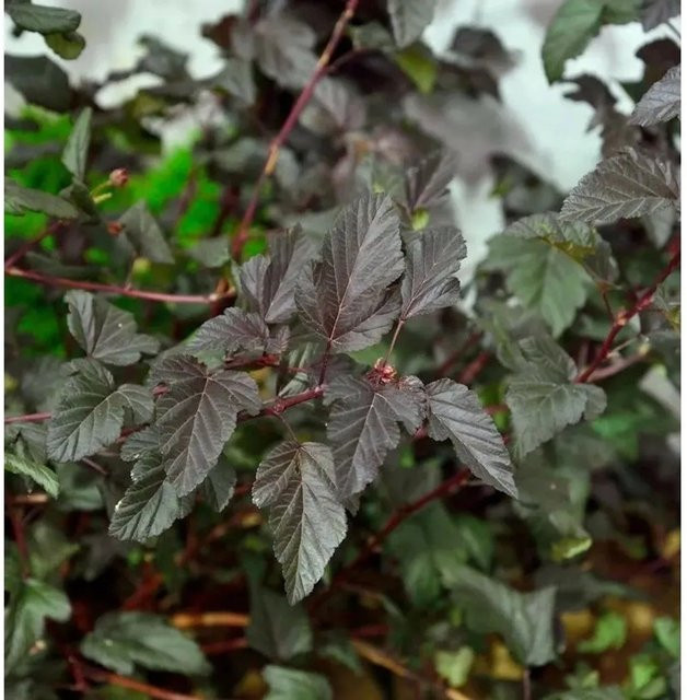 Physocarpus opulifolius Blasenspiere Darts Red Strauch als Sichtschutz oder Solitär für deinen Garten - Bild 1