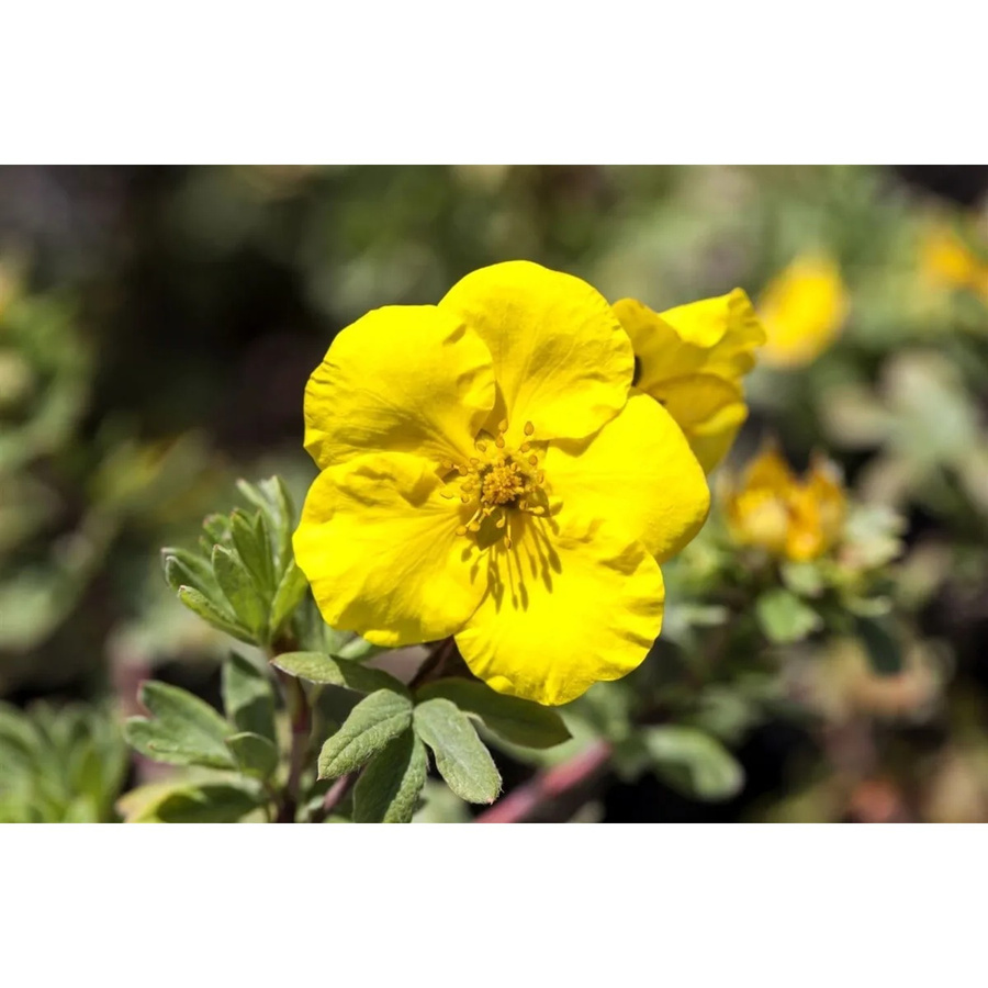 Potentilla Goldteppich Fingerstrauch Gelb im Topf - Bild 2