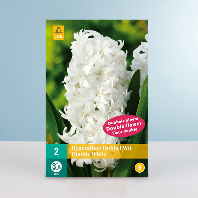 Gefüllte Hyazinthe Double White von BLUME2000 mit 2 Zwiebeln - Bild 1