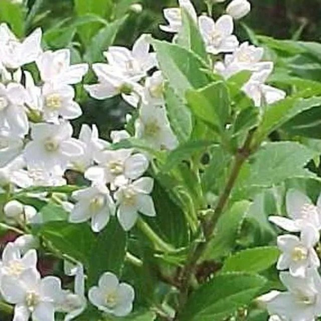 Arborix Sternstrauch Deutzia gracilis mit weißen Blüten im Container - Bild 1