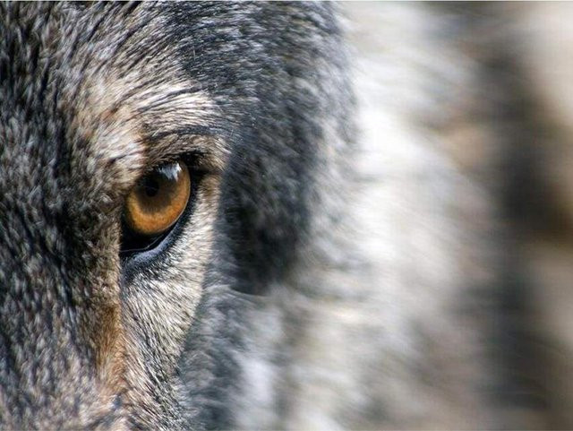 FIYO Diamant-Malerei Wolf Auge als Stickerei Set in Grau, B/H: 20 x 30 cm - Bild 1