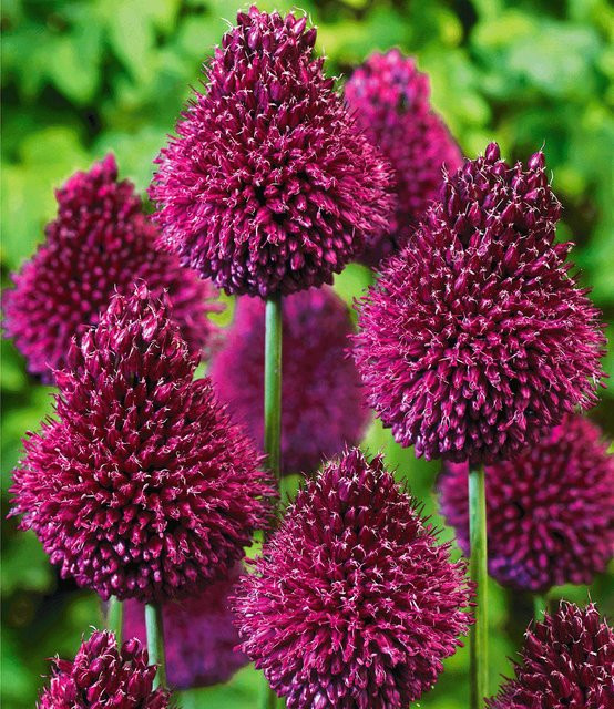Allium Roter Zuckerhut Zwiebelpflanze - Bild 1