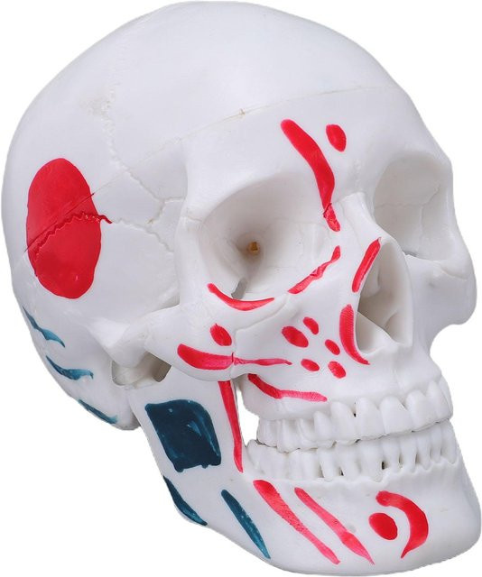 Igeteck Anatomisches Modell Menschlicher Schädel, PVC, weiß - Bild 1