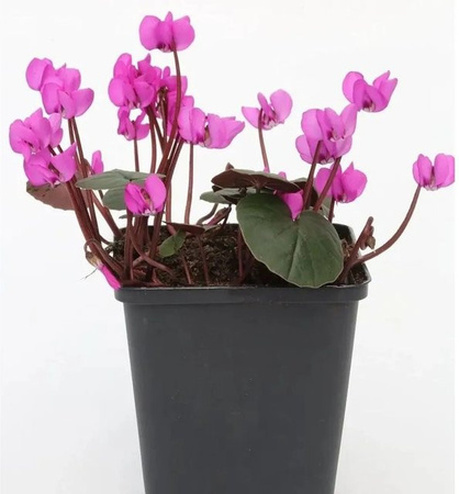 Cyclamen coum Frühlings-Alpenveilchen Rubrum in Pink von Nr-01.de