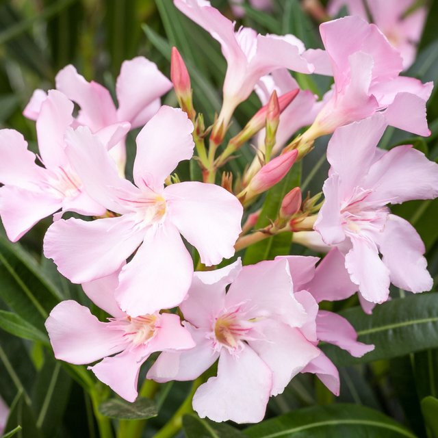 Rosa Oleander Busch als Zierstrauch für den Außenbereich von Mein schöner Garten Shop - Bild 1