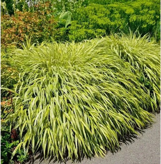 Japan Goldbandgras Hakonechloa macra als Stauden-Zierpflanze im Topf - Bild 1
