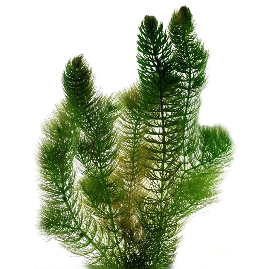 Vdvelde Hornkraut als schwimmende Sauerstoffpflanze für den Teich, 2 l - Bild 2