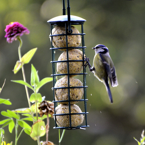 DOBAR Meisenknödel Vogelfutter ohne Netz - Bild 1