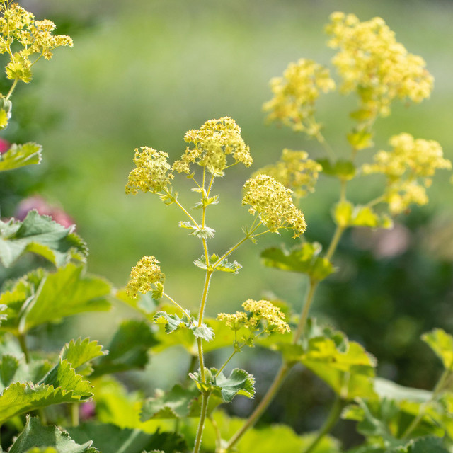 3er Set BIO Frauenmantel Alchemilla mollis als mehrjährige Staude von BLUME2000 - Bild 1
