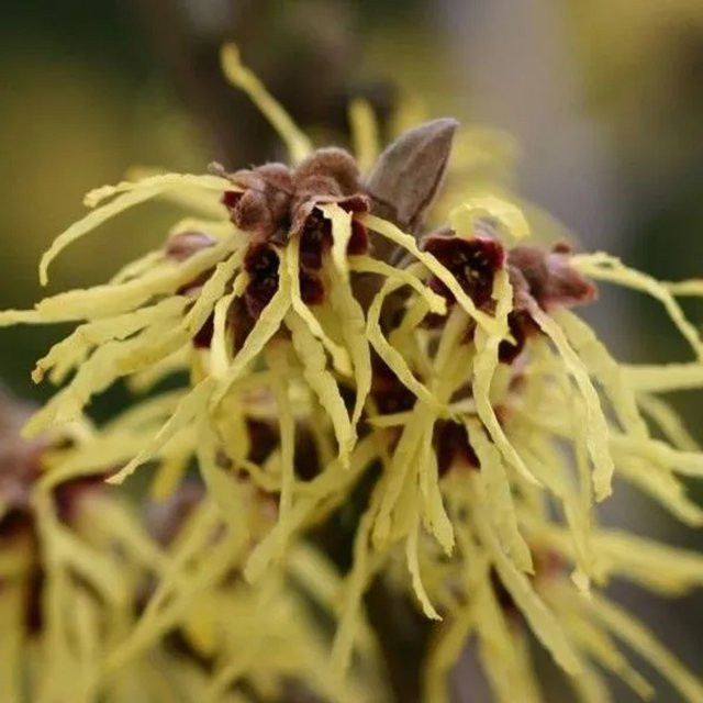 Arborix Zaubernuss Pallida Hamamelis x intermedia mit gelben Blüten im Container - Bild 1