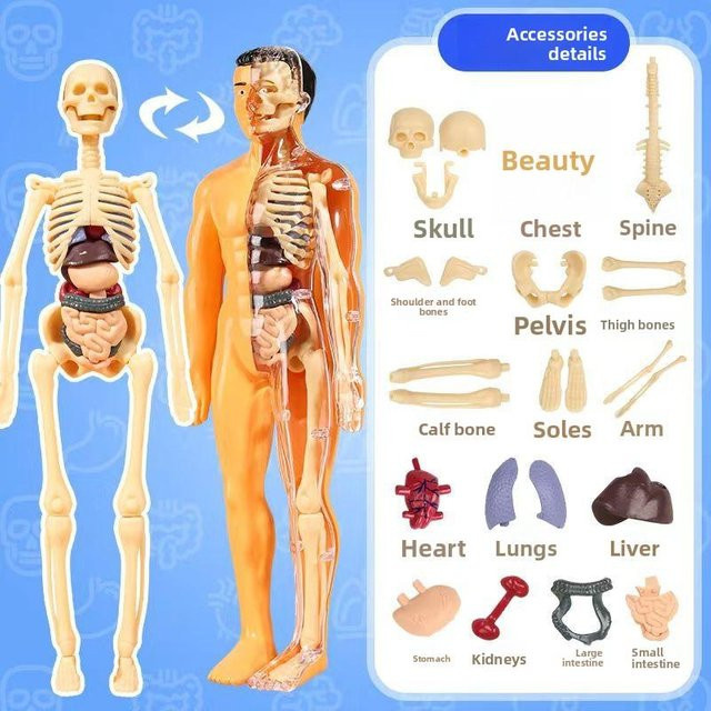 UYAOZHISHANG 3D menschlicher Körper Torso Anatomie Skelett Simulation Organ & Knochen orange - Bild 1