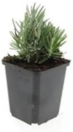 Exotenherz Lavendel Set mit 6 Pflanzen Lavandula Angustifolia Dwarf Blue Echter Lavendel im 9cm Topf