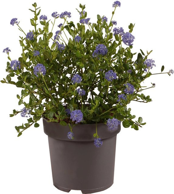 GROW by OBI Ceanothus impressus Victoria Säckelblume im Topf, Blau, Höhe: 40 cm - Bild 1