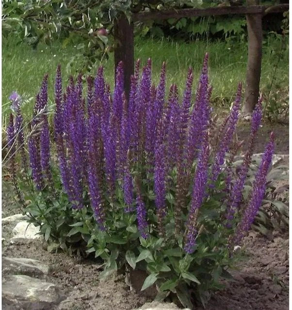Salvia nemorosa Salbei Ostfriesland lila Stauden im Topf von Die Nr-01.de - Bild 1