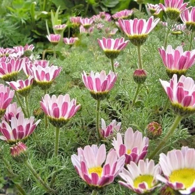 6er Set Arborix Anacyclus pyrethrum Depressus Bertram Sorte mit weiß-rosa Blüten, niedriger Wuchs, Topfgröße 9 cm - Bild 1