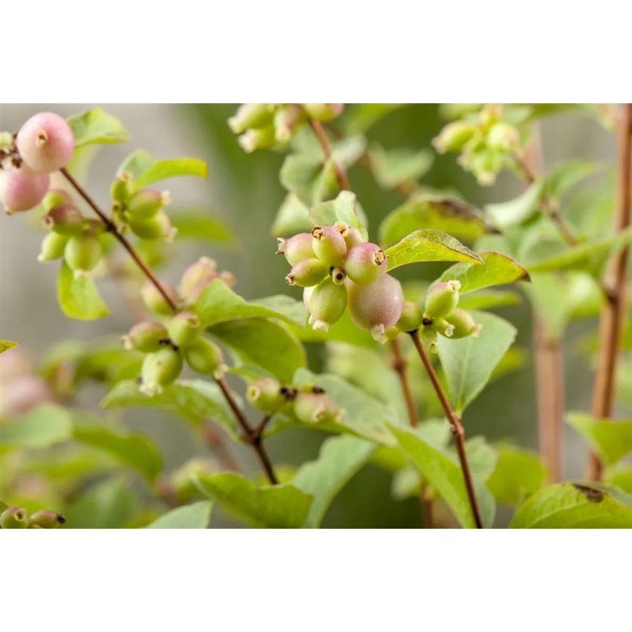 Symphoricarpos doorenbosii Magic Berry Schneckenmyrte als Zierstrauch und Heckenpflanze, Höhe: 100-125 cm, Pink/Weiß/Grün - Bild 2