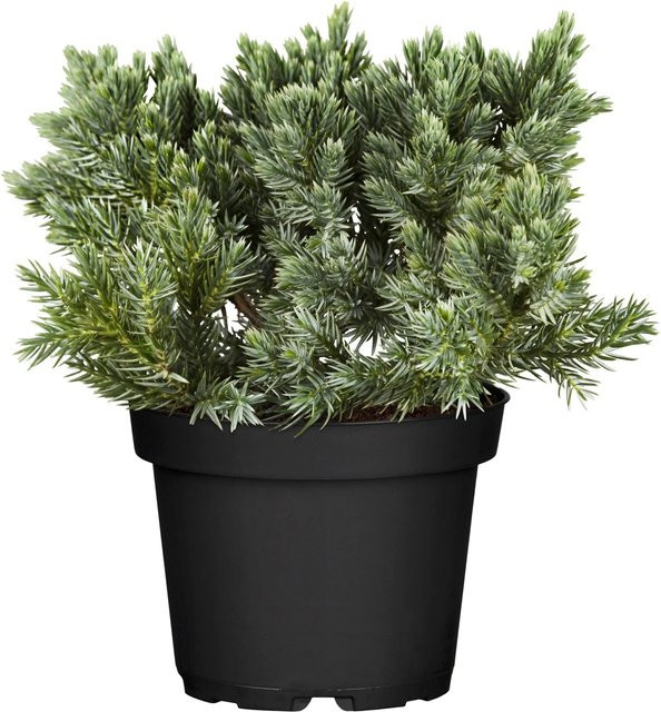 OBI Zwerg-Wacholder Blue Star Juniperus squamata Blau, Höhe: 10 - 20 cm, Topfgröße: 2 Liter - Bild 1