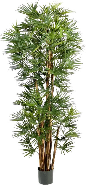 Künstliche Palme Sören von Aplanta, Höhe: 180 cm - Bild 1