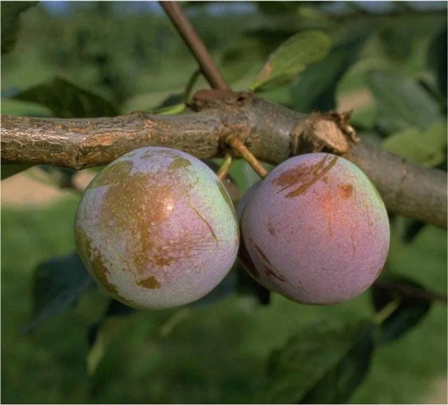 Reneclode Obstbaum Prunus domestica Graf Althans in Dunkelblau und Grün, Höhe: 100 - 120 cm - Bild 1
