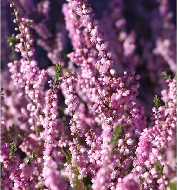 10x Besenheide Peter Sparkes Calluna vulgaris für deinen Garten - Bild 1