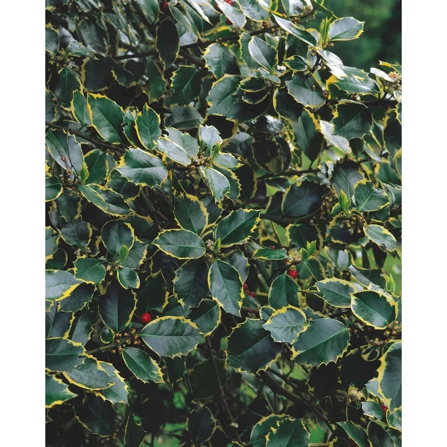Ilex Aquifolium Rubricaulis Aurea Buntlaubige Stechpalme, Höhe: 125–150 cm - Bild 2