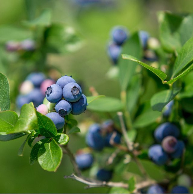 Bio Heidelbeere Elisabeth Vaccinium im Topf von Mein schöner Garten Shop - Bild 1