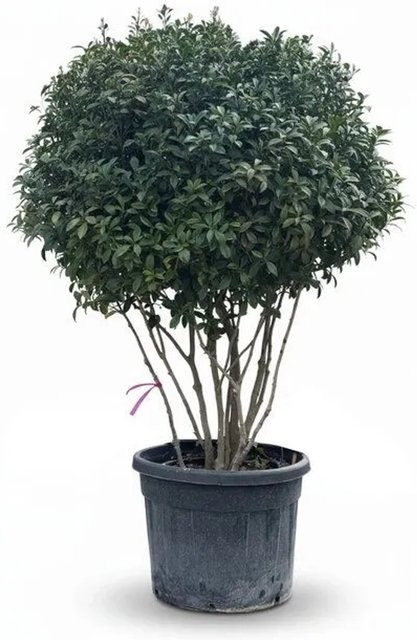 Sunny-Tree Photinia Fraseri Red Robin Mehrstämmiger Parachute Baum, Höhe: 220 cm, Immergrün und Winterhart - Bild 1