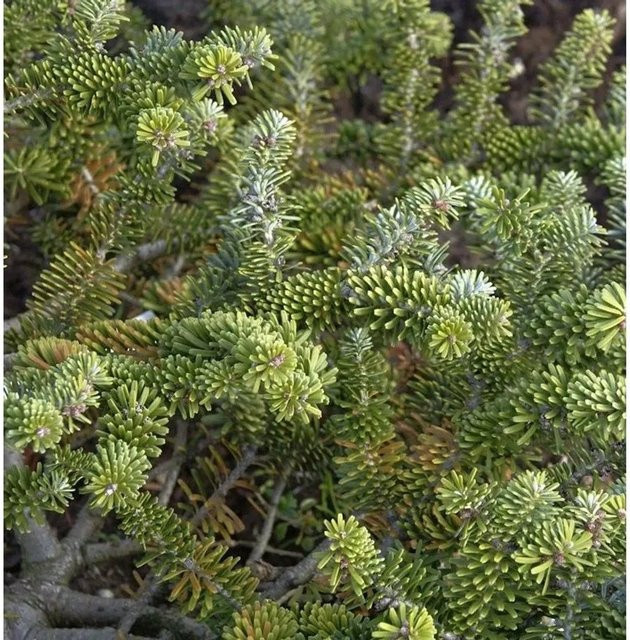 Abies koreana Zwergige Koreatanne von Nr-01.de, Höhe: 55 cm, Grün - Bild 1