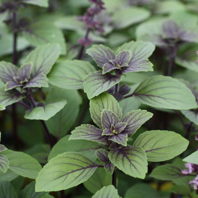 Blu Bio-Strauchbasilikum Ocimum in violett - Bild 2