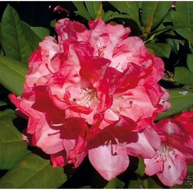 Rhododendron Anuschka Alpenrose in Pink von Die Nr-01.de (Höhe: 20-25 cm) - Bild 1