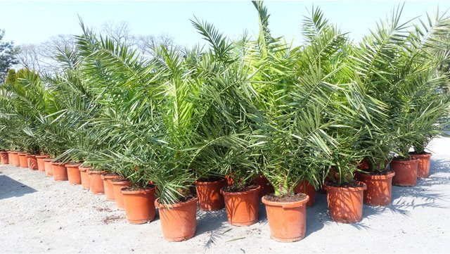 2 Stück Phoenix canariensis Kanarische Dattelpalme, winterharte Palme, Höhe: 150 cm - Bild 1