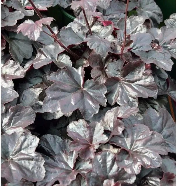 Heuchera cultorum Silberglöckchen Obsidian Blattschmuckpflanze lila von Nr-01.de - Bild 1