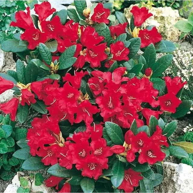 Zwerg Rhododendron Baden Baden Rhododendron repens Alpenrose für Gärten, Schalen und Kübel - Bild 1