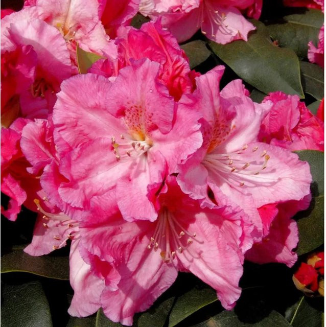 Großblumiger Rhododendron Caruso Alpenrose in Pink, Höhe: 40-50 cm von Nr-01.de - Bild 1