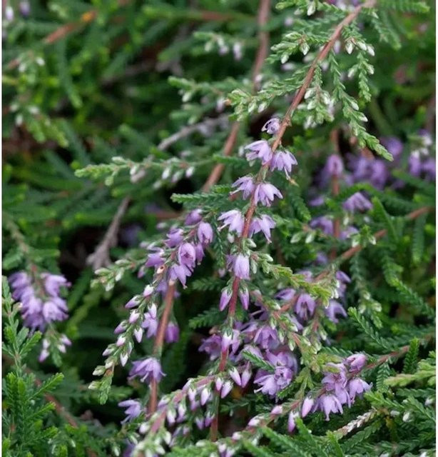 10er Set Besenheide Calluna vulgaris in Lila für den Garten - Bild 1