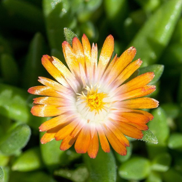 Orangefarbene Mittagsblume Delosperma als pflegeleichte Bodendecker-Staude für den Außenbereich - Bild 1