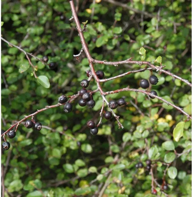 Spitzblättrige Strauchmispel Cotoneaster acutifolius als Heckenpflanze oder Solitärgehölz, Höhe: 100-125 cm - Bild 1