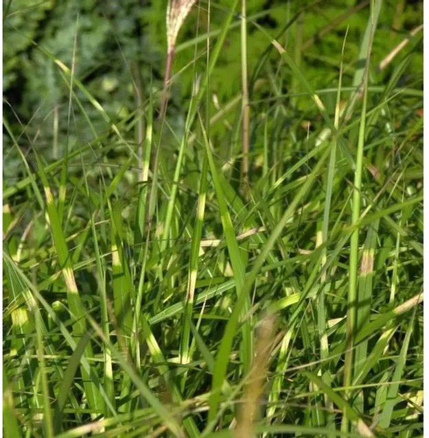 Miscanthus sinensis Chinaschilf Pünktchen grüne Staude für den Garten - Bild 1