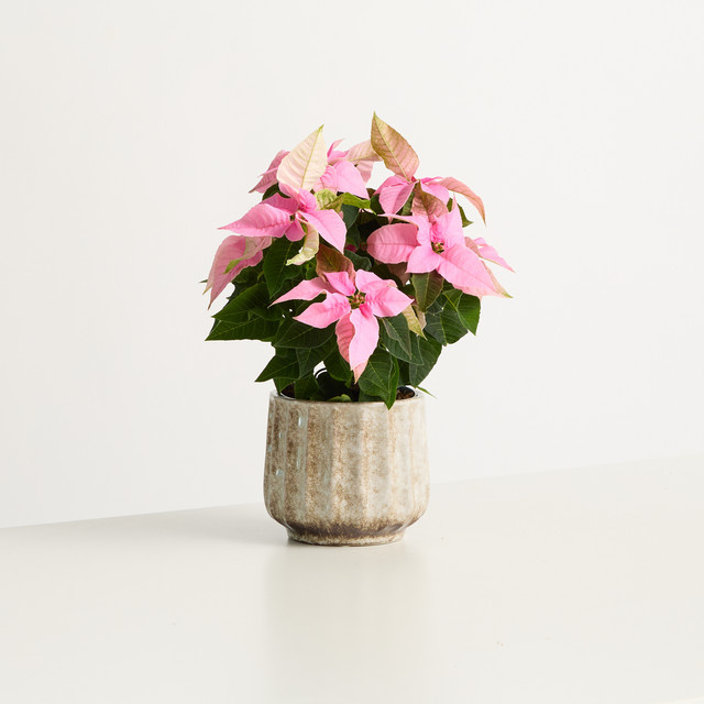 Pink Magic Keramik Tischdeko von BLUME2000 in Pink für Weihnachten und Advent - Bild 1