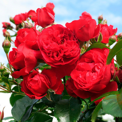 KORDES ROSEN Kletterrose Florentina in Rosa - Bild 3