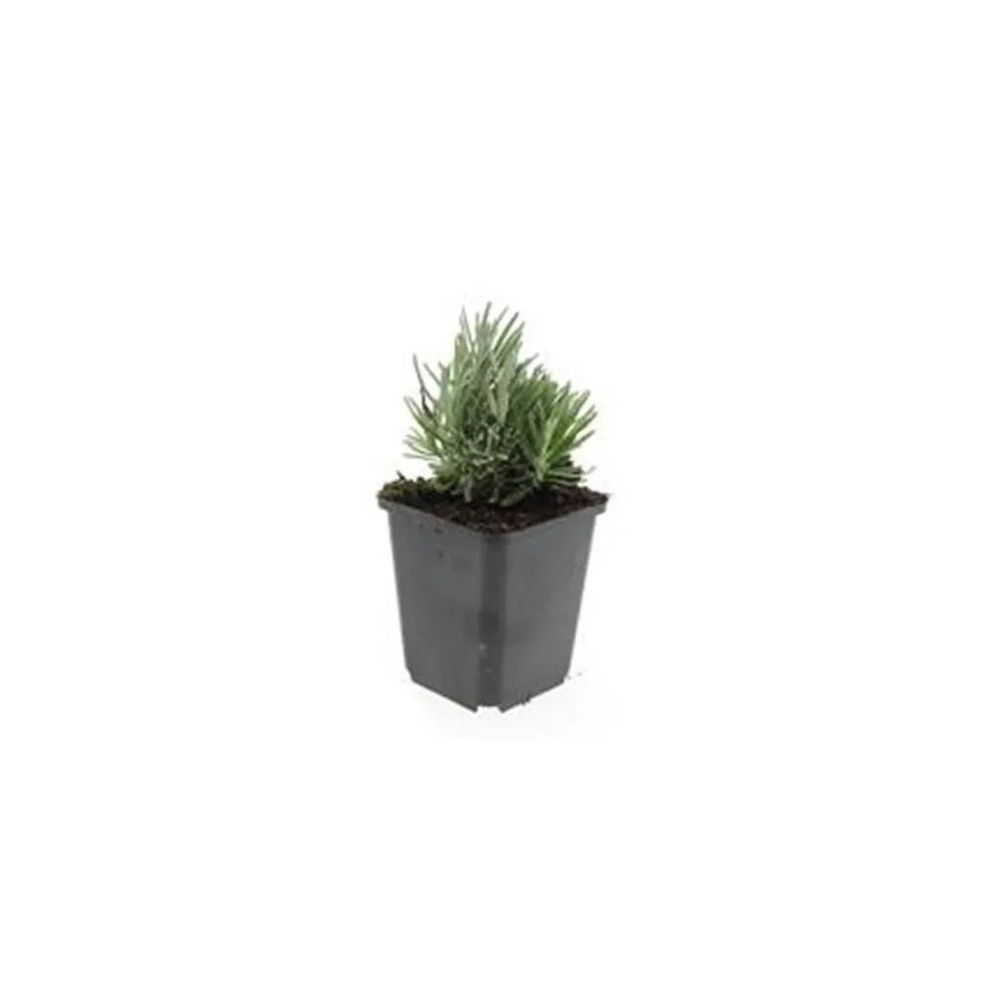 Exotenherz Lavendel Set mit 12 Pflanzen Lavandula Angustifolia Dwarf Blue in 9cm Töpfen - Bild 2