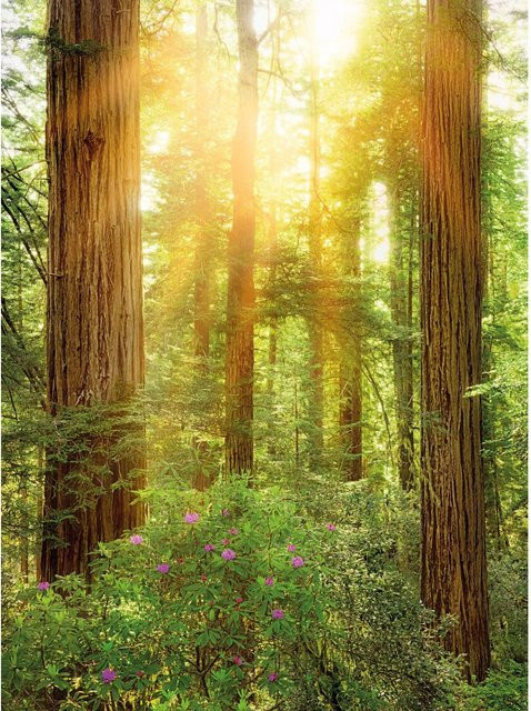 Komar Fototapete Redwood Vlies Multicolor B: 200 cm, H: 260 cm - Bild 1