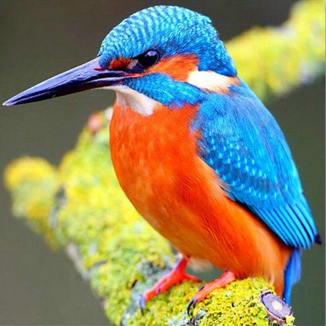 FIYO Diamant-Stickerei Eisvogel, rundes Diamantgemälde in Blau und Multicolour, B/B/B: 30 x 30 x 30 cm - Bild 1