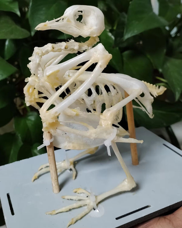 Tauben-Skelett-Modell von ORIGIFTS in Weiß als anatomisches Vogelknochen-Präparat für den naturwissenschaftlichen Unterricht und als Tischdekoration - Bild 2