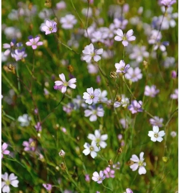 Steinbrech Fels Nelke Petrorhagia saxifraga weiße Gartenstaude von Nr-01.de - Bild 1